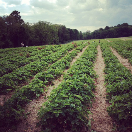 strawberry fields.