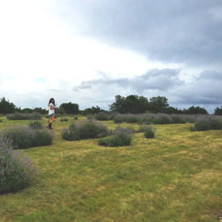 lavender fields forever